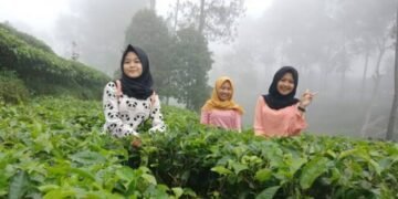 Kebun Teh Pagilaran Batang: Sebuah Surga Tersembunyi dengan Sejarah dan Keindahan Alam