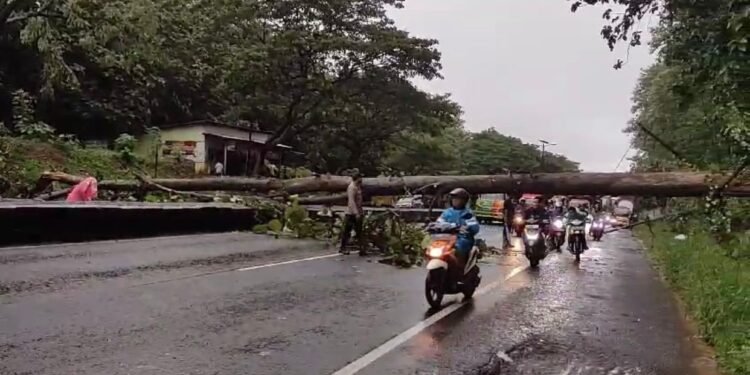 Evakuasi Pohon Jati Tumbang Di Jalur Pantura Oleh BPBD Batang