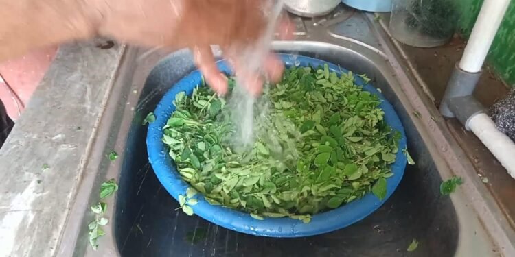 Berlimpah Nutrisi, Ini Manfaat Daun Kelor Untuk Kesehatan Tubuh Manusia