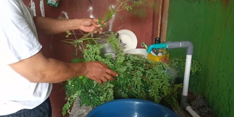 Berlimpah Nutrisi, Ini Manfaat Daun Kelor Untuk Kesehatan Tubuh Manusia