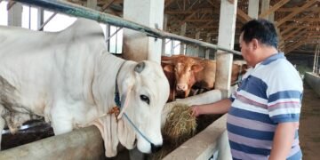 Mal Sapi Pak Topo jadi Incaran Konsumen