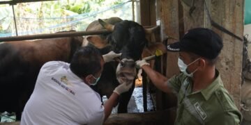 Pemkab Batang Periksa Kesehatan Hewan Kurban Jelang Iduladha