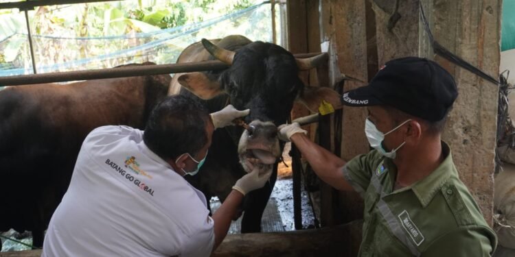 Pemkab Batang Periksa Kesehatan Hewan Kurban Jelang Iduladha