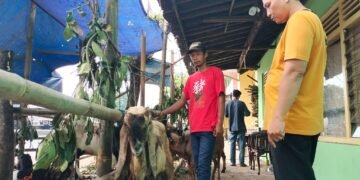 Harga Sapi Meroket, Kambing Jadi Alternatif Berkurban