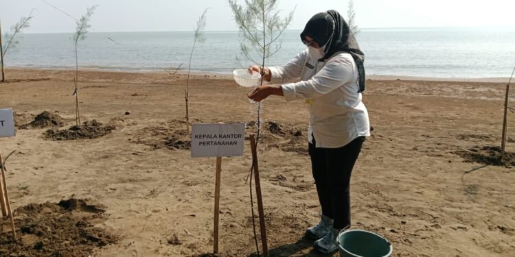 Hari Lingkungan Hidup, Kantah Batang Tanam Ratusan Bibit Pohon Cemara di Pantai Kuripan