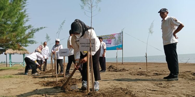 Hari Lingkungan Hidup, Kantah Batang Tanam Ratusan Bibit Pohon Cemara di Pantai Kuripan