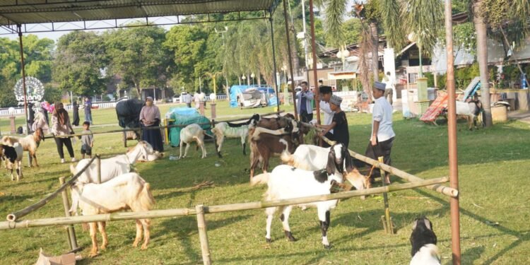 Dislutkanak Batang Temukan Hewan Kurban Hamil & Bawah Umur