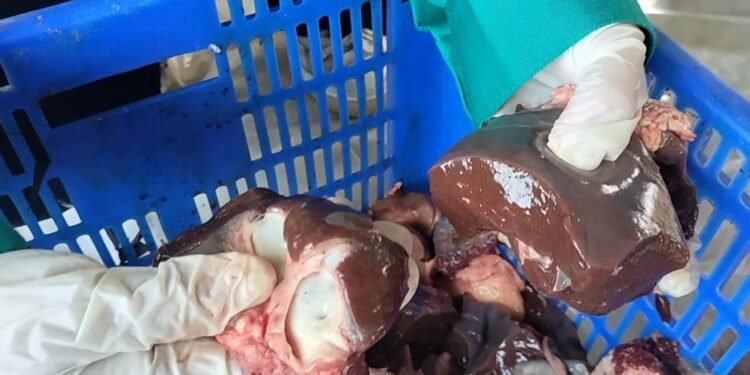 Petugas Keswan Intens Sidak Cacing Hati