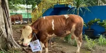 Simbol Toleransi, Gereja Katedral Jakarta Sumbang Seekor Sapi Ke Masjid Istiqlal