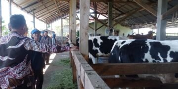 Desa Pacet Reban, Dari Kebun Teh Beralih ke Peternakan Sapi Perah