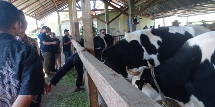 Desa Pacet Reban, Dari Kebun Teh Beralih ke Peternakan Sapi Perah