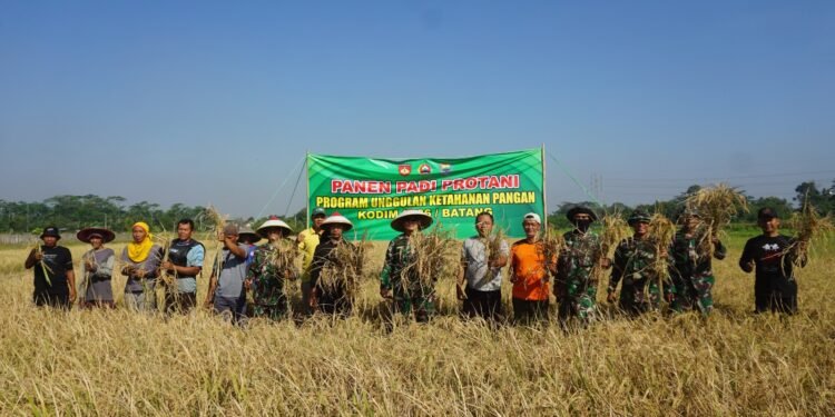 Dandim Batang Panen Padi Bersama Petani Desa Candi Areng