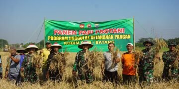 Dandim Batang Panen Padi Bersama Petani Desa Candi Areng