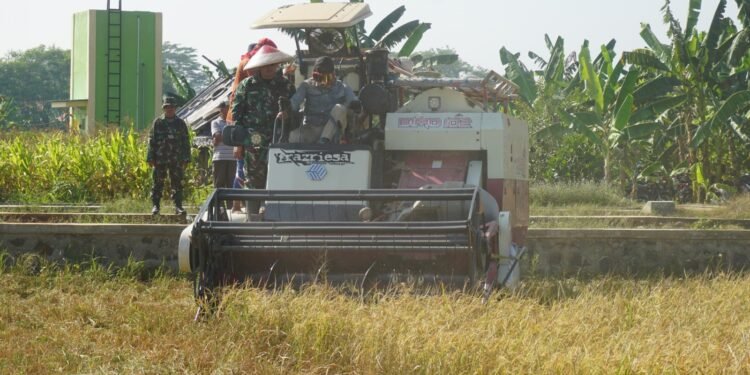 Dandim Batang Panen Padi Bersama Petani Desa Candi Areng