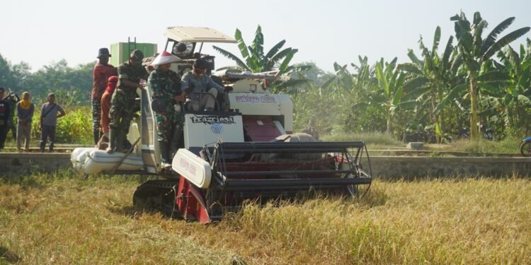 Dandim Batang Panen Padi Bersama Petani Desa Candi Areng