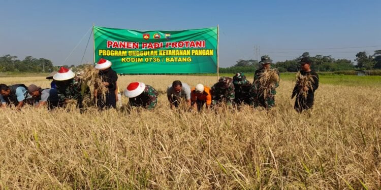 Dandim Batang Panen Padi Bersama Petani Desa Candi Areng