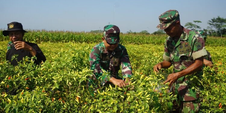 Dandim 0736/Batang Panen Cabai di Demlot Kodim