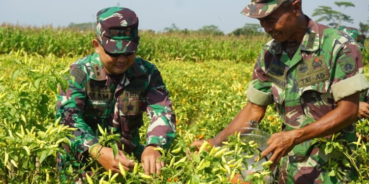 Dandim 0736/Batang Panen Cabai di Demlot Kodim