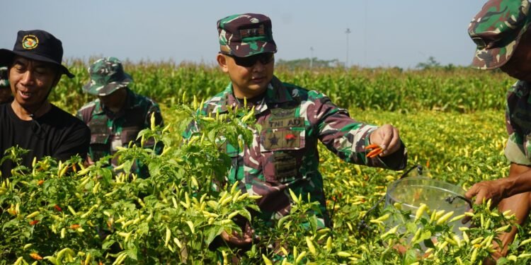 Dandim 0736/Batang Panen Cabai di Demlot Kodim