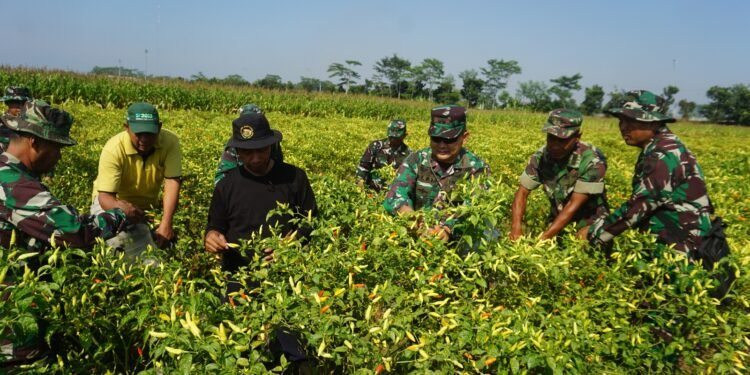 Dandim 0736/Batang Panen Cabai di Demlot Kodim