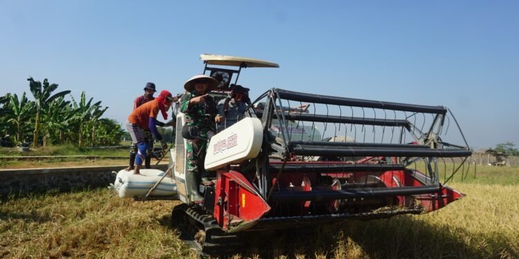 Kodim Batang Sukses Panen Padi Pro Tangguh