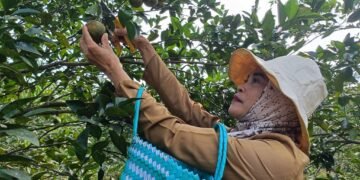 Berburu Segarnya Jeruk di Agroeduwisata Clapar