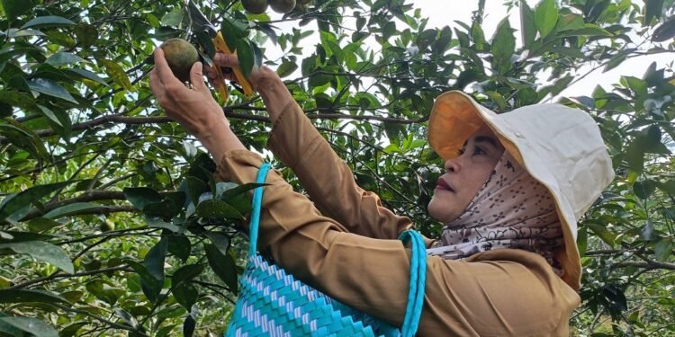 Berburu Segarnya Jeruk di Agroeduwisata Clapar