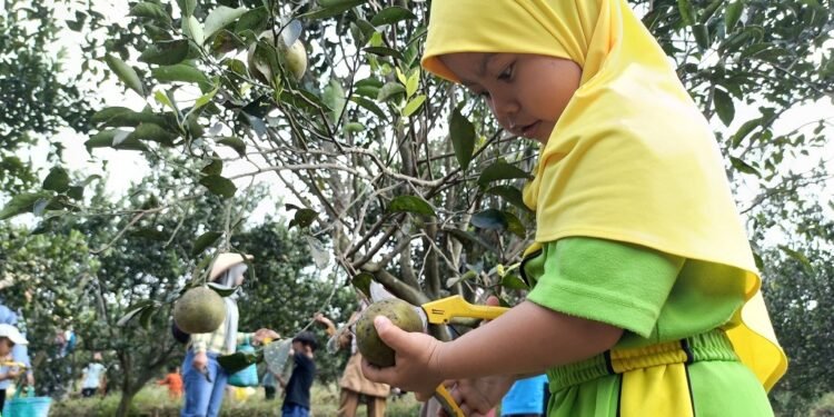 Berburu Segarnya Jeruk di Agroeduwisata Clapar