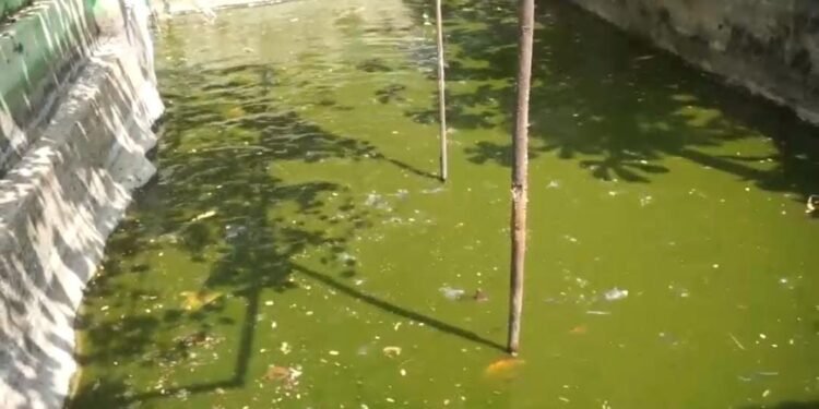 Manfaatkan Lahan Kosong, Koramil Warungasem Budidaya Ikan Air Tawar