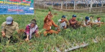 Terapkan Teknologi TSS, Dispaperta Tingkatkan Panen Bawang Merah