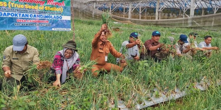Terapkan Teknologi TSS, Dispaperta Tingkatkan Panen Bawang Merah