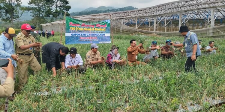 Terapkan Teknologi TSS, Dispaperta Tingkatkan Panen Bawang Merah