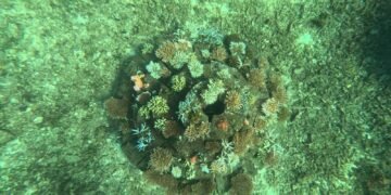 Konservasi Karang di Batang, Upaya Selamatkan Biota Laut dari Penurunan Produksi