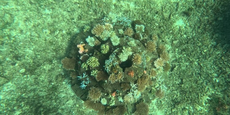 Konservasi Karang di Batang, Upaya Selamatkan Biota Laut dari Penurunan Produksi