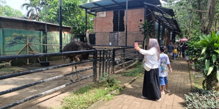Sambut Pergantian Tahun, Pengunjung SBJ Bakal Dihibur Tarian Hawaiian