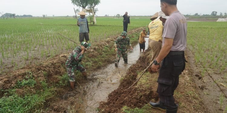 Koramil 12/Tulis Bantu Petani Basmi Hama Tikus