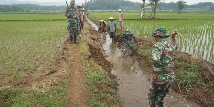 Koramil 12/Tulis Bantu Petani Basmi Hama Tikus