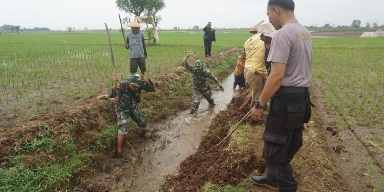 Koramil 12/Tulis Bantu Petani Basmi Hama Tikus