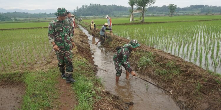 Koramil 12/Tulis Bantu Petani Basmi Hama Tikus