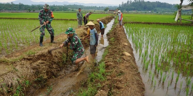 Koramil 12/Tulis Bantu Petani Basmi Hama Tikus
