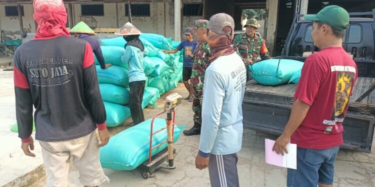 Babinsa Koramil 03/Gringsing Dampingi Serapan Gabah Desa Kebondalem