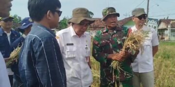 Babinsa Koramil 03/Gringsing Dampingi Serapan Gabah Desa Kebondalem