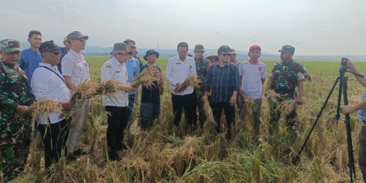 Babinsa Koramil 03/Gringsing Dampingi Serapan Gabah Desa Kebondalem