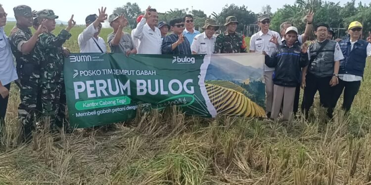 Panen Raya Gringsing, Bulog Langsung Serap Gabah Gapoktan Kebondalem