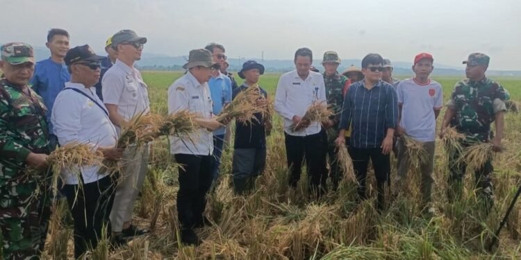 Panen Raya Gringsing, Bulog Langsung Serap Gabah Gapoktan Kebondalem