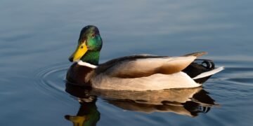 Duck Syndrome, Gangguan Psikologis yang Banyak Dialami Orang Dewasa Muda