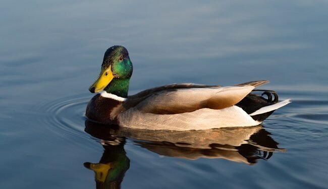 Duck Syndrome, Gangguan Psikologis yang Banyak Dialami Orang Dewasa Muda