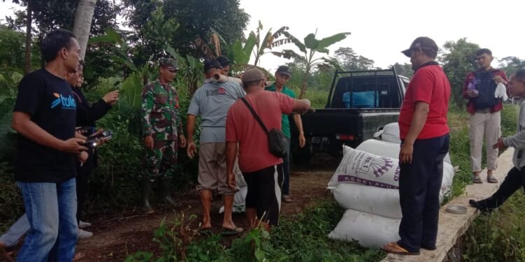 Babinsa Desa Brokoh Dampingi Pembelian Gabah oleh Bulog