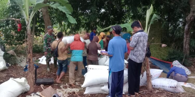 Babinsa Desa Brokoh Dampingi Pembelian Gabah oleh Bulog