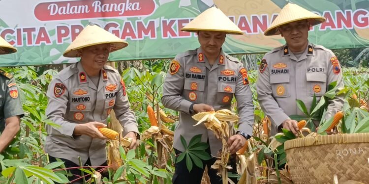 Sukses Panen Jagung, Polres Batang Segera Salurkan ke Bulog